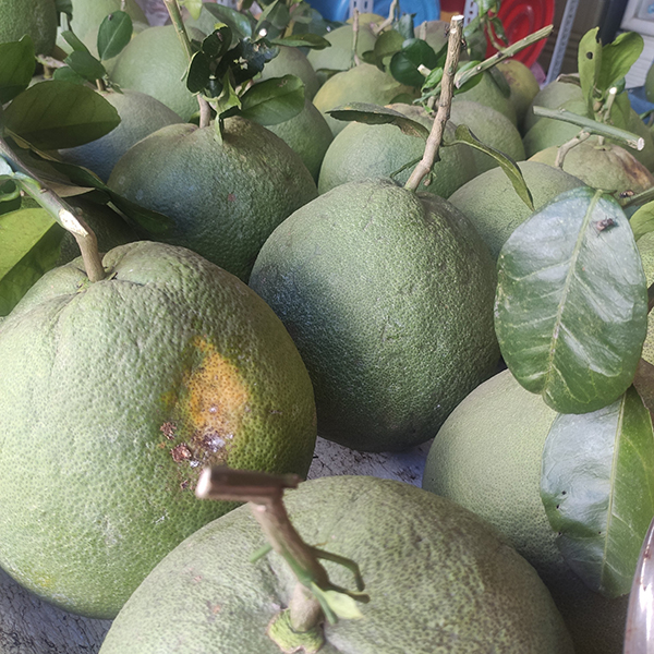 Bưởi da xanh